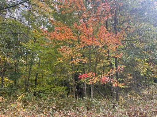 8924 Black Brook Road, Webster, WI 54893