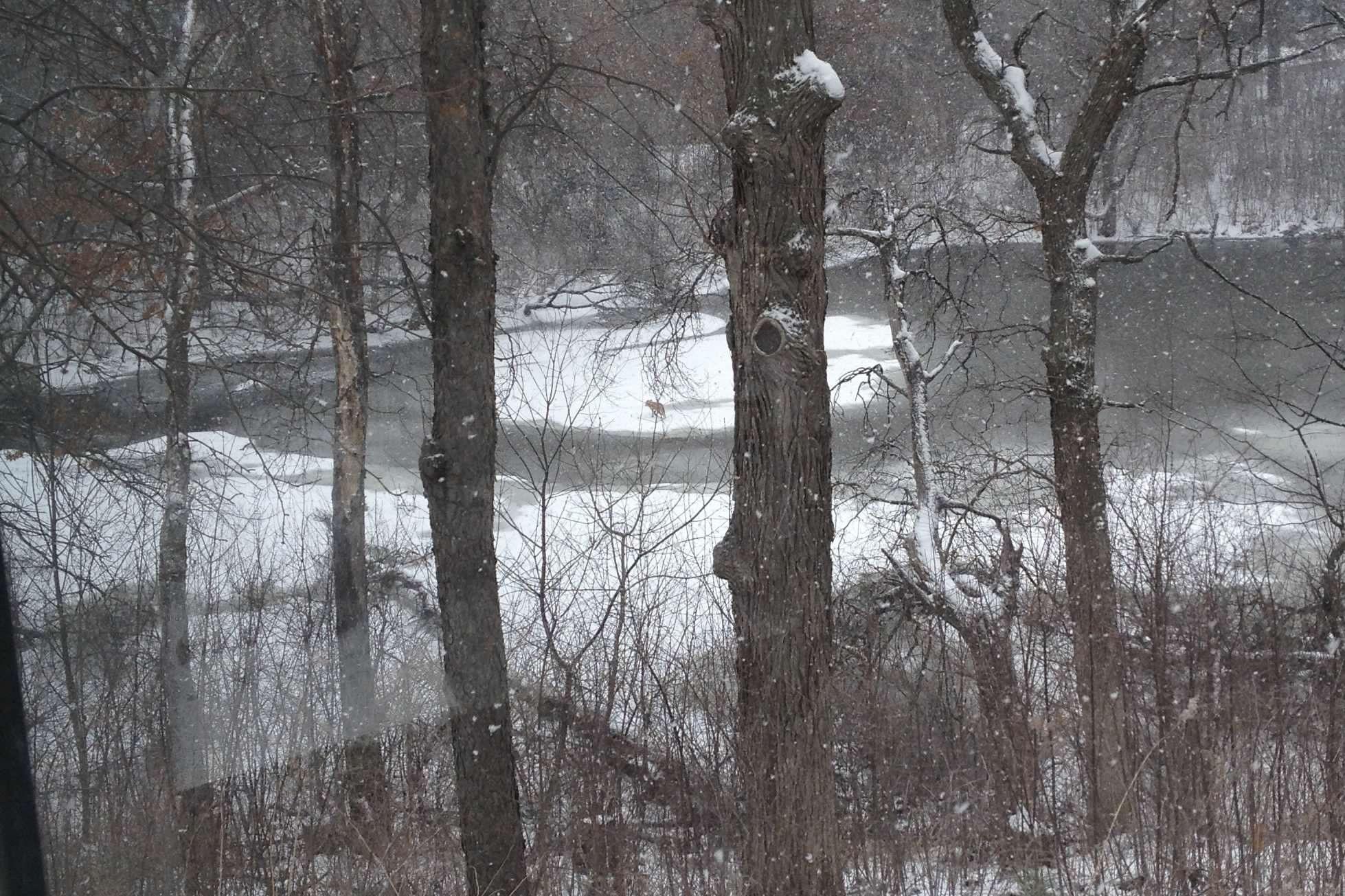 Views of the pond from your living room window