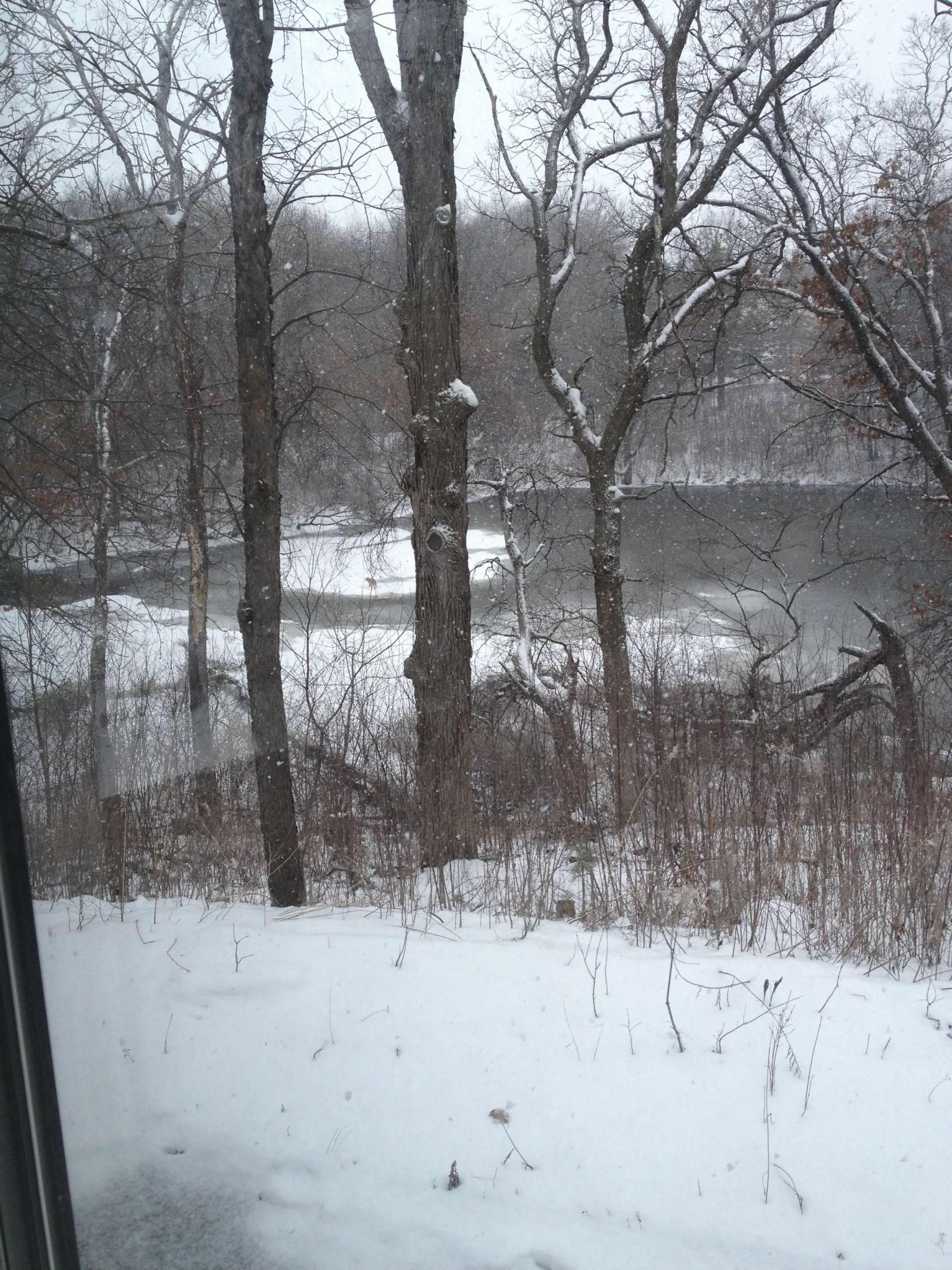 Nature views from the living room for all the seasons