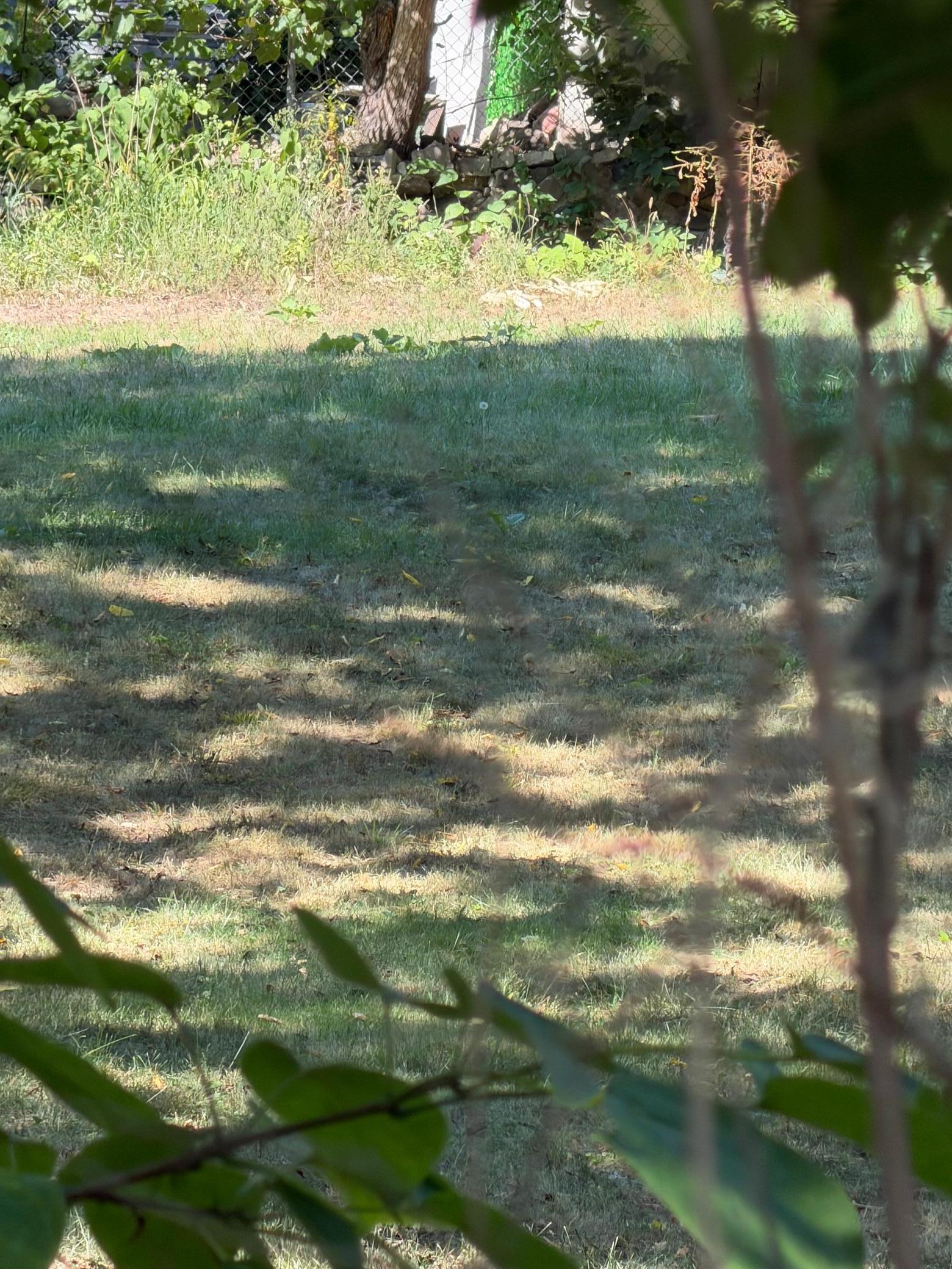 IMG_0593.jpeg