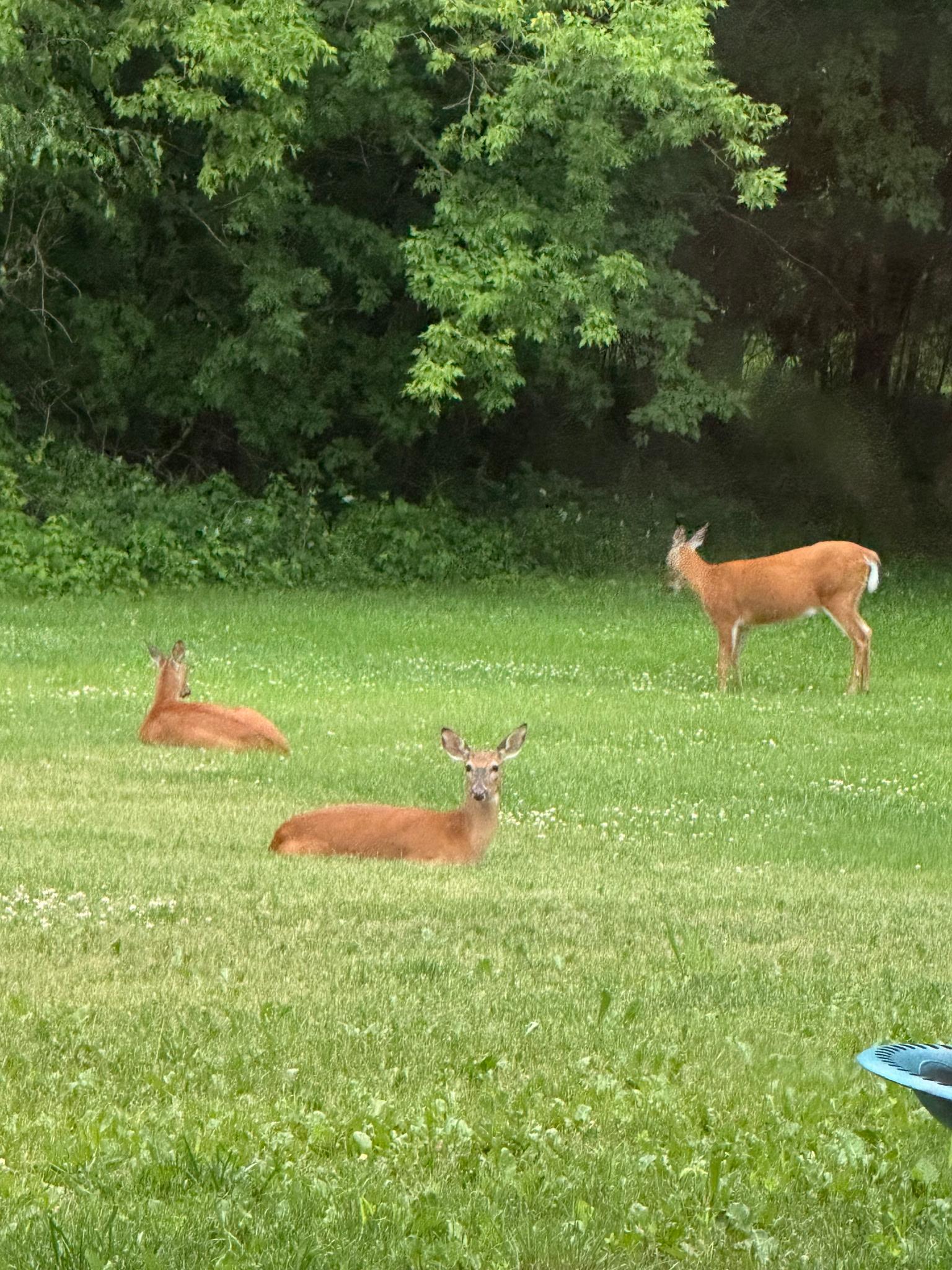 abundance of wildlife