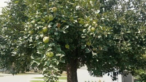 Apple tree