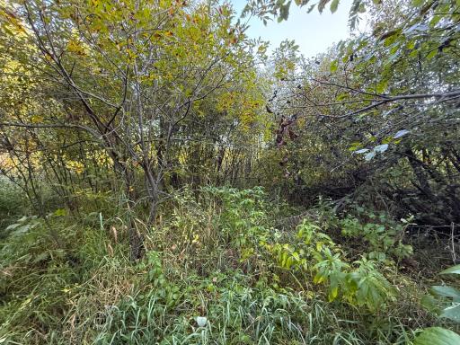 XXX 540th Lane, Palisade, MN 56469