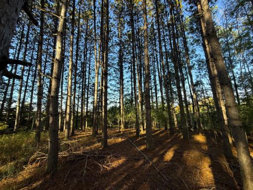 XXX 540th Lane, Palisade, MN 56469