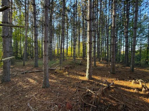 XXX 540th Lane, Palisade, MN 56469