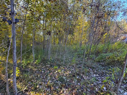 XXX 540th Lane, Palisade, MN 56469
