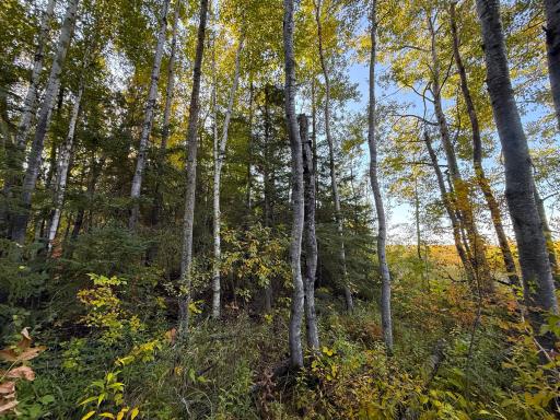 XXX 540th Lane, Palisade, MN 56469