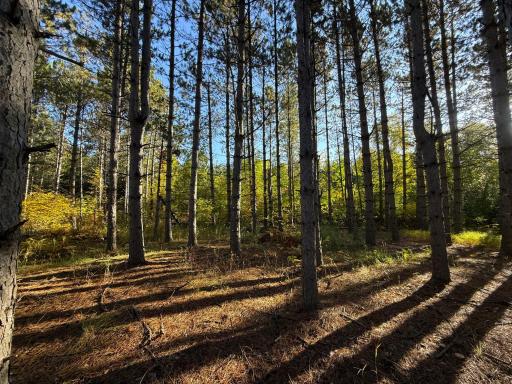 XXX 540th Lane, Palisade, MN 56469