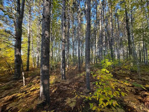 XXX 540th Lane, Palisade, MN 56469