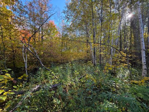 XXX 540th Lane, Palisade, MN 56469