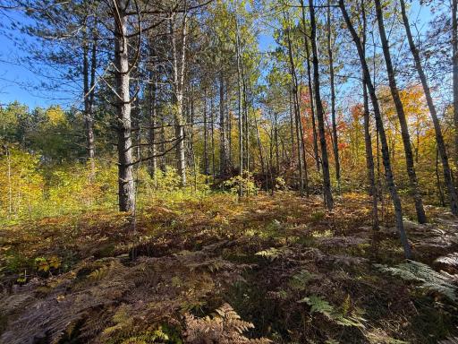 XXX 540th Lane, Palisade, MN 56469