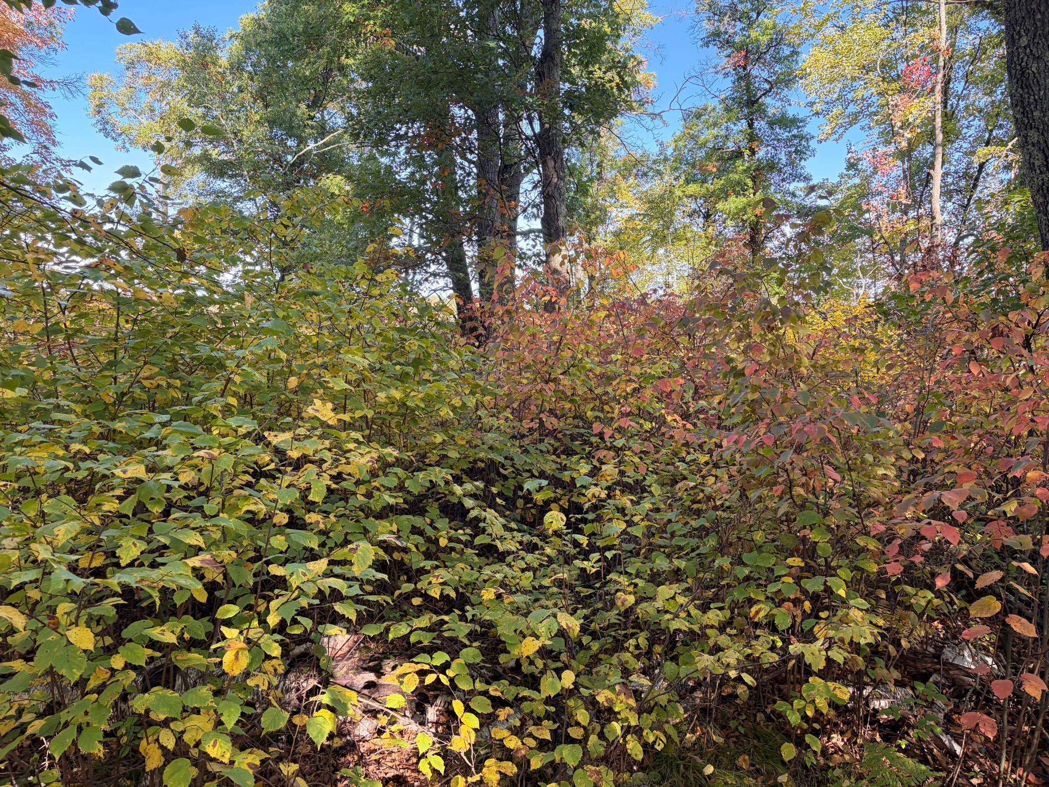 IMG_0120.jpeg