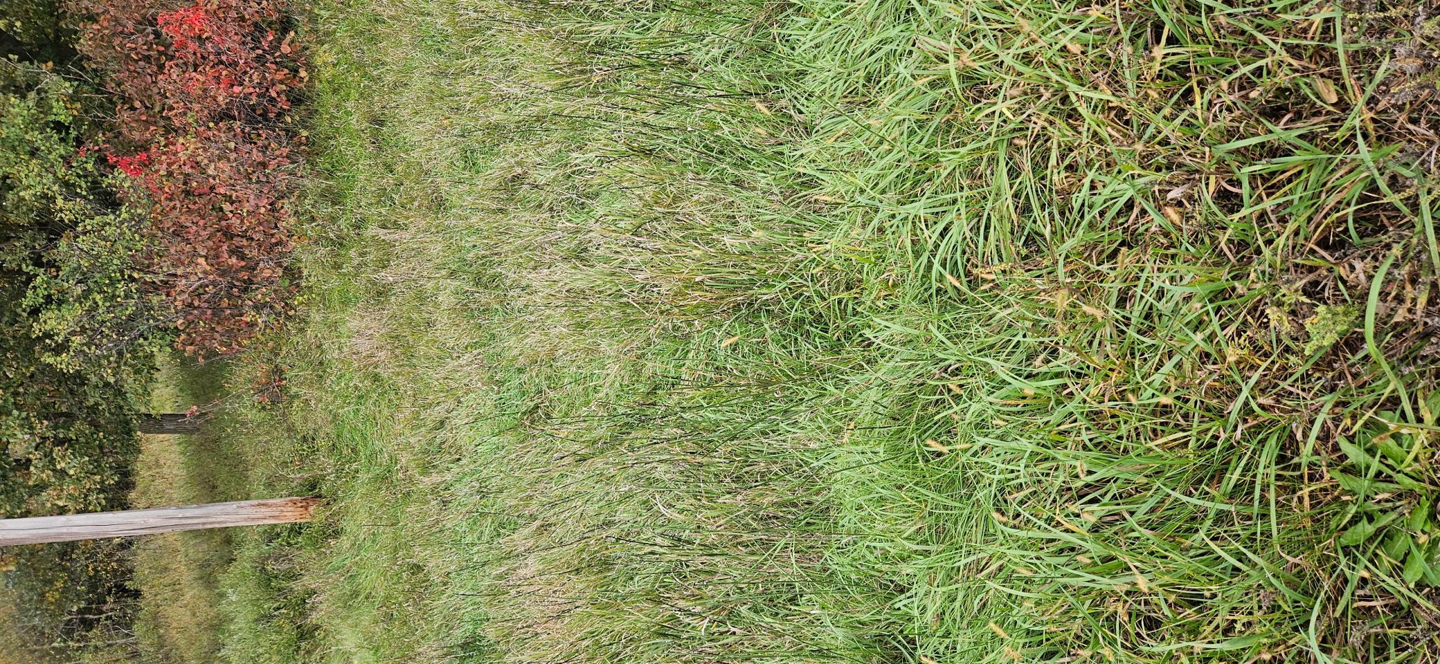 Deer Trails