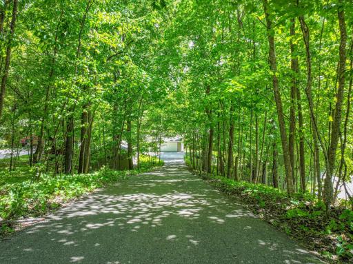 Driveway with Tree Coverage