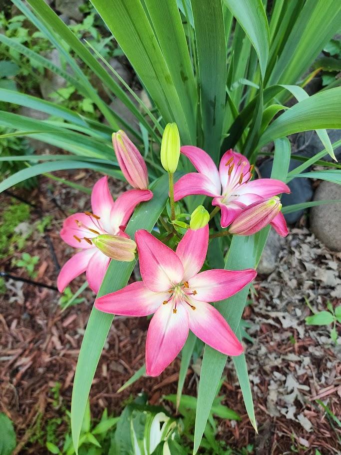 LILLY 1.jpg