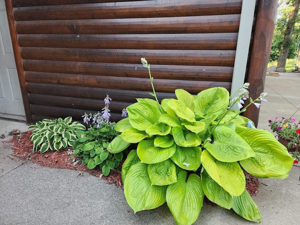 HOSTA'S BY GARAGE.jpg