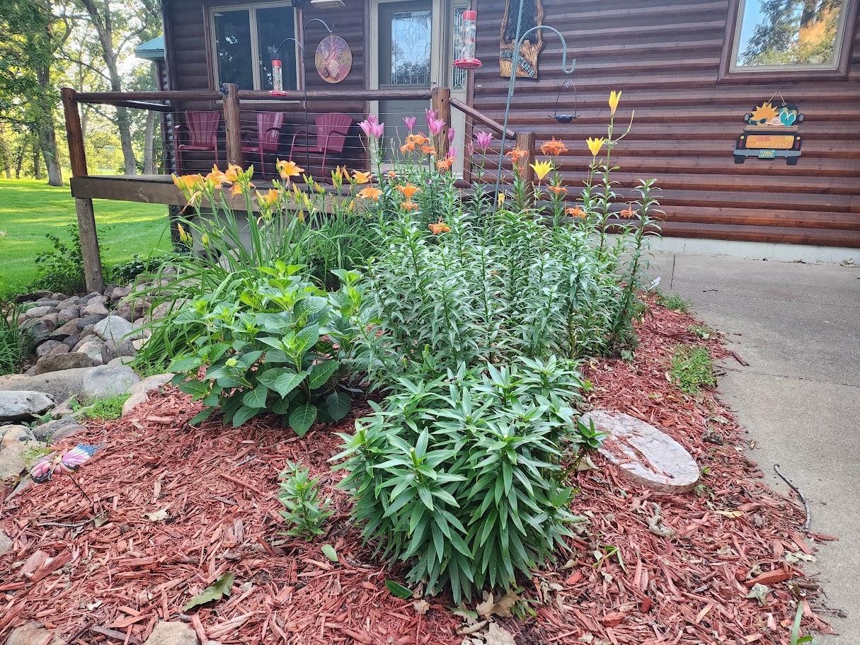 LILLIES IN FRONT GARDEN.jpg