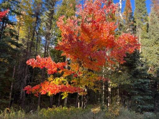 TBD Lost Lake Rd., Tower, MN 55790