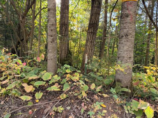 4603 North Road, Grand Marais, MN 55604