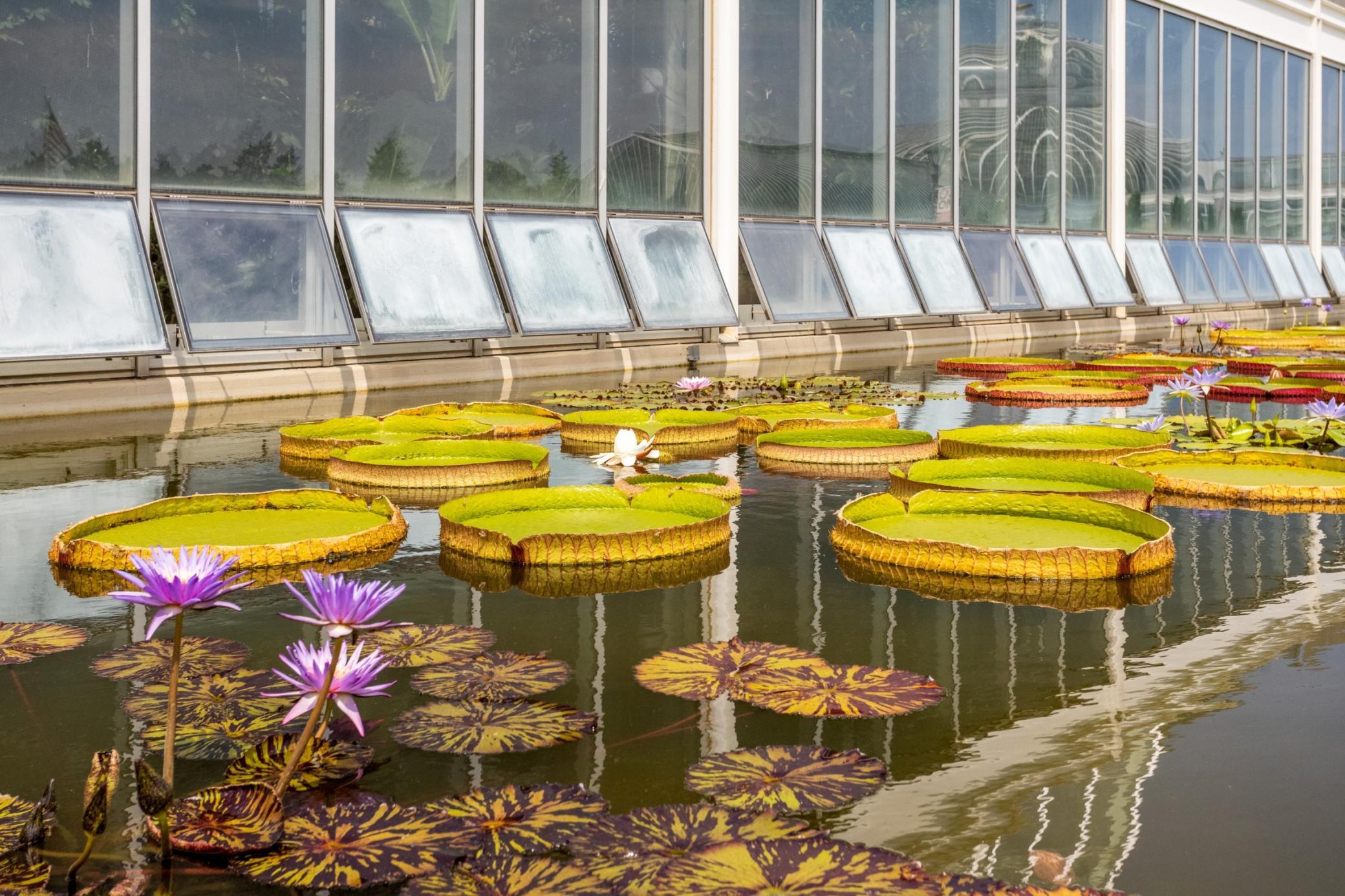 Como Park and Conservatory has so much beauty to offer.