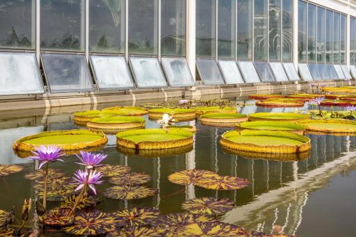 Como Park and Conservatory has so much beauty to offer.