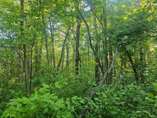 TBD Lot 2 Bunny Lane, Crosby, MN 56441