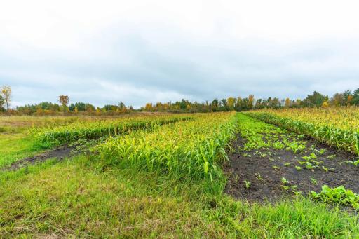 23727 County Highway 65, Henning, MN 56551