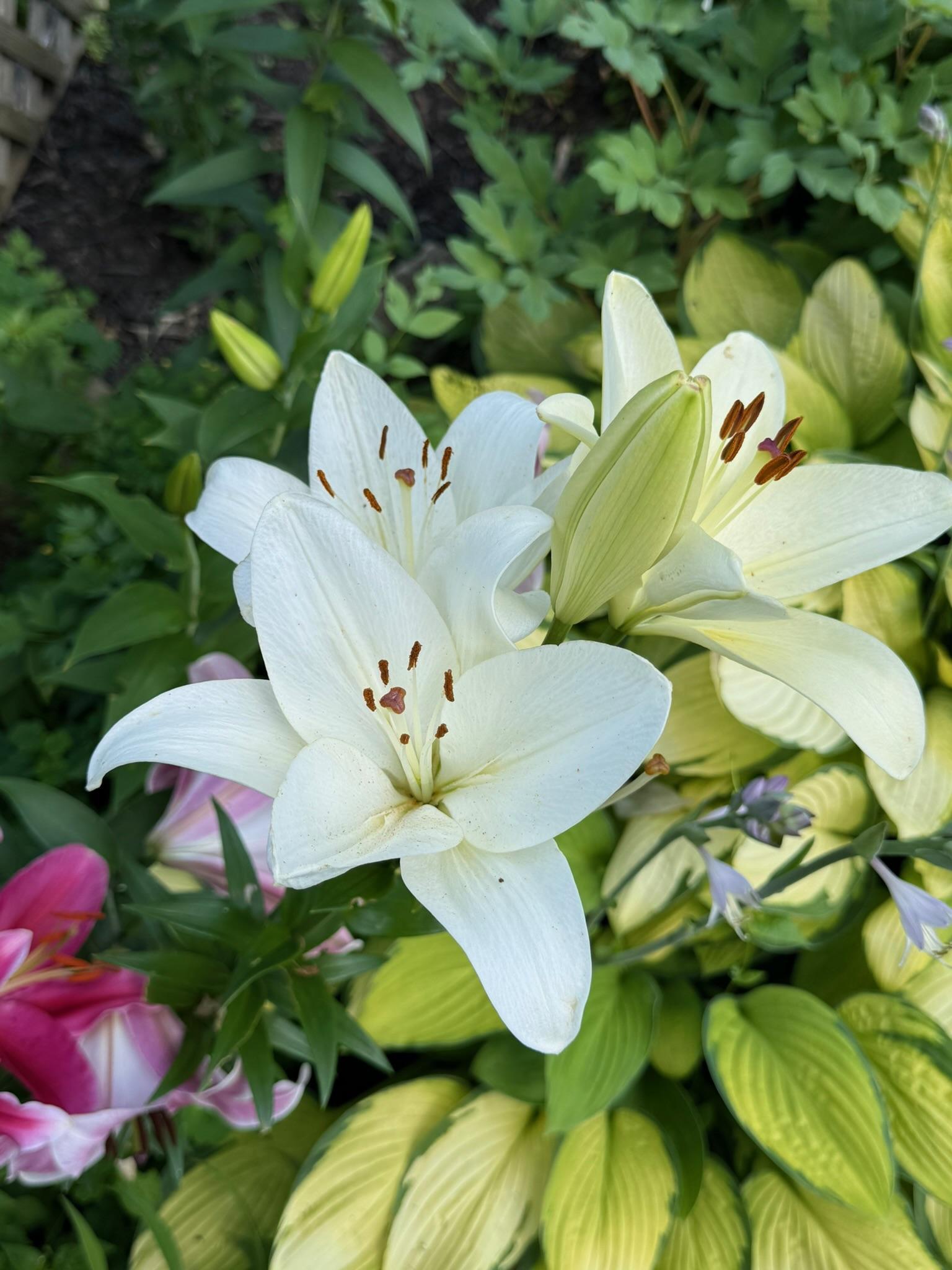 Beautiful flowers and blooms