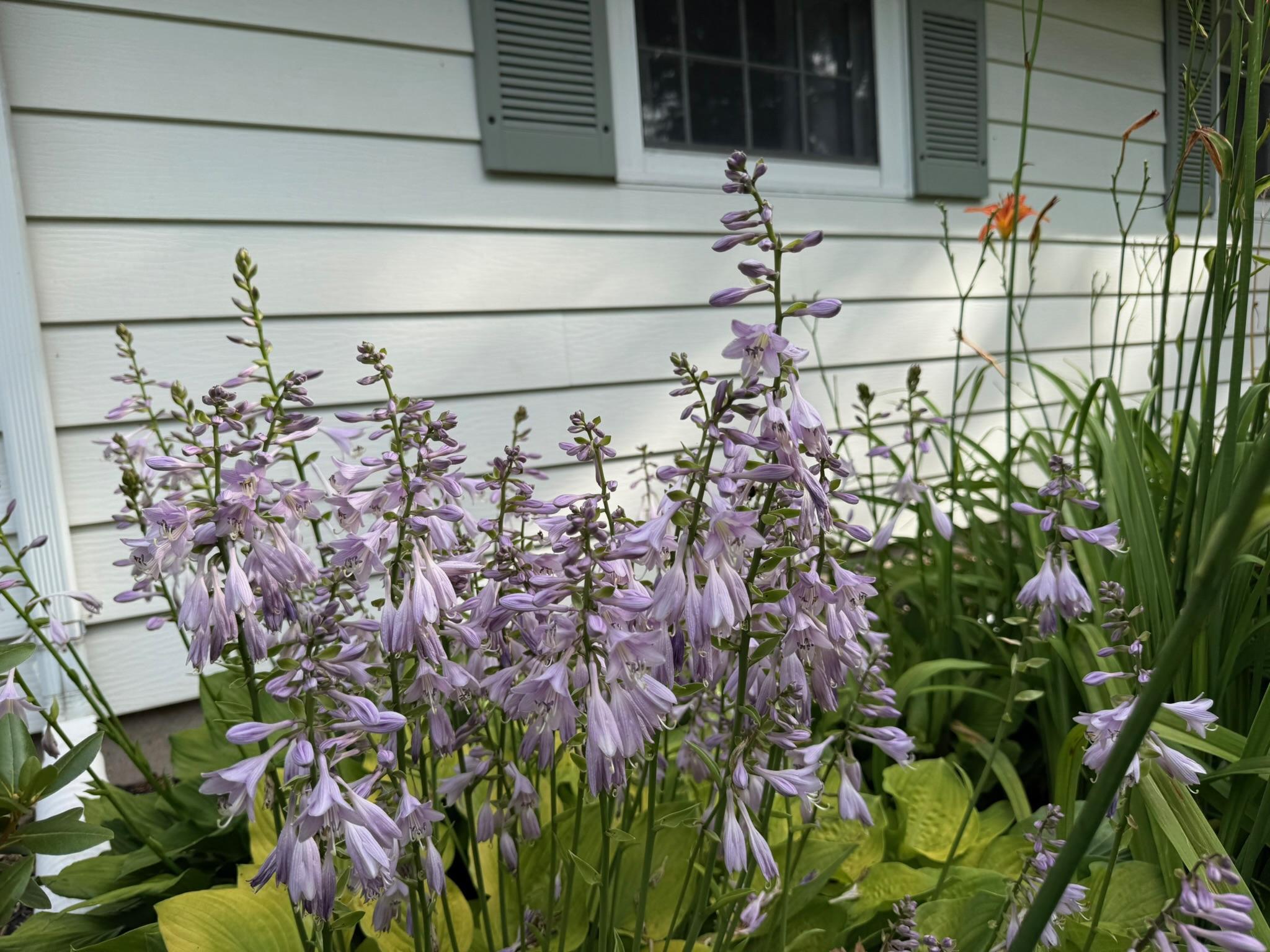 Beautiful flowers and blooms