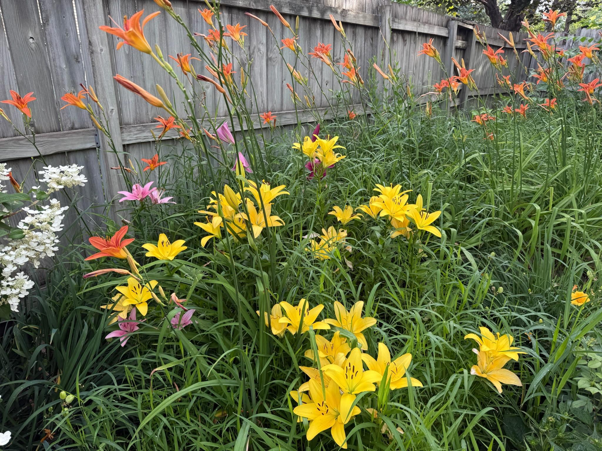 Bright flower bed