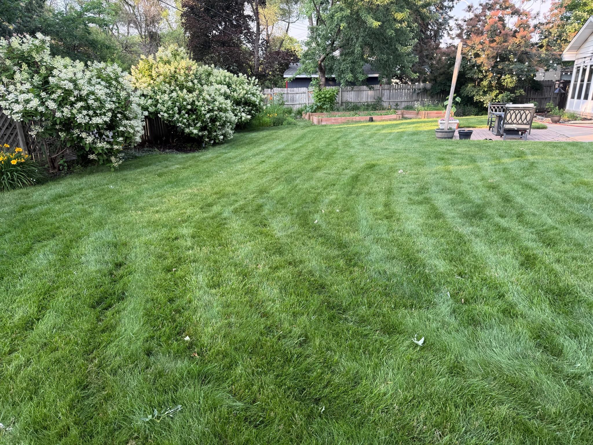 Lush yard