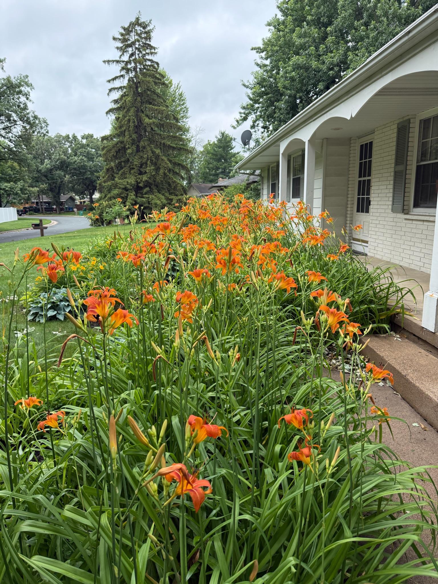 Beautiful flowers and blooms