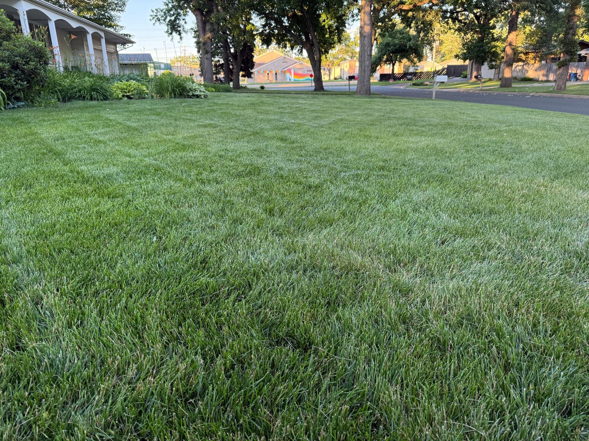 Lush yard