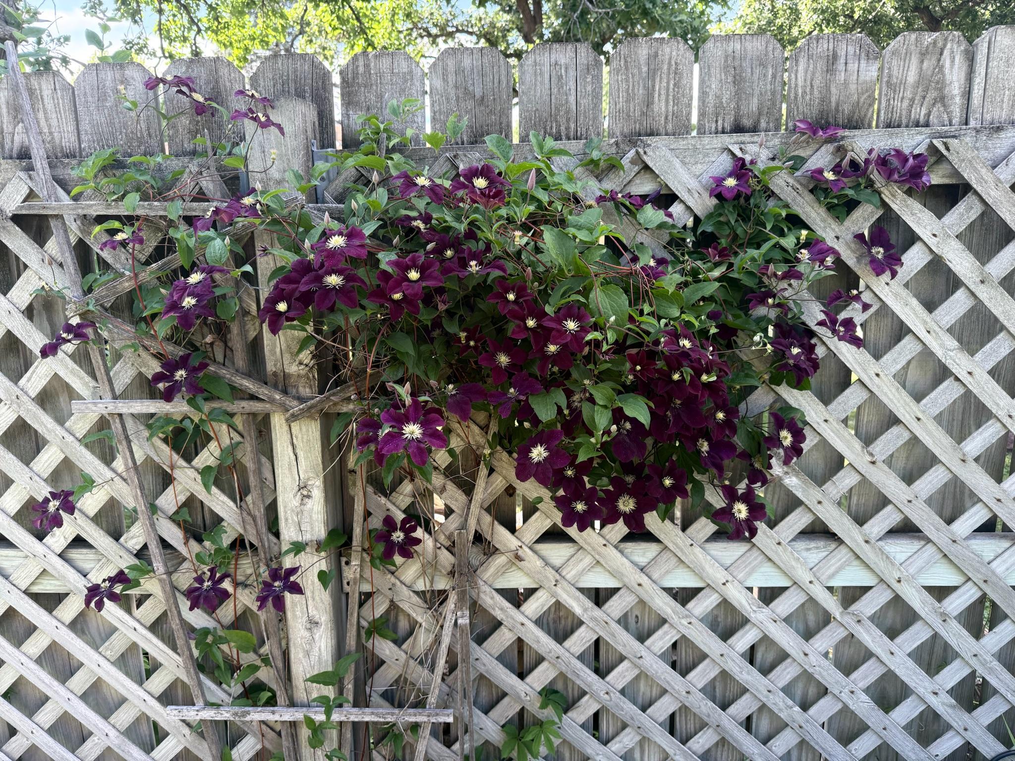 Pretty vines