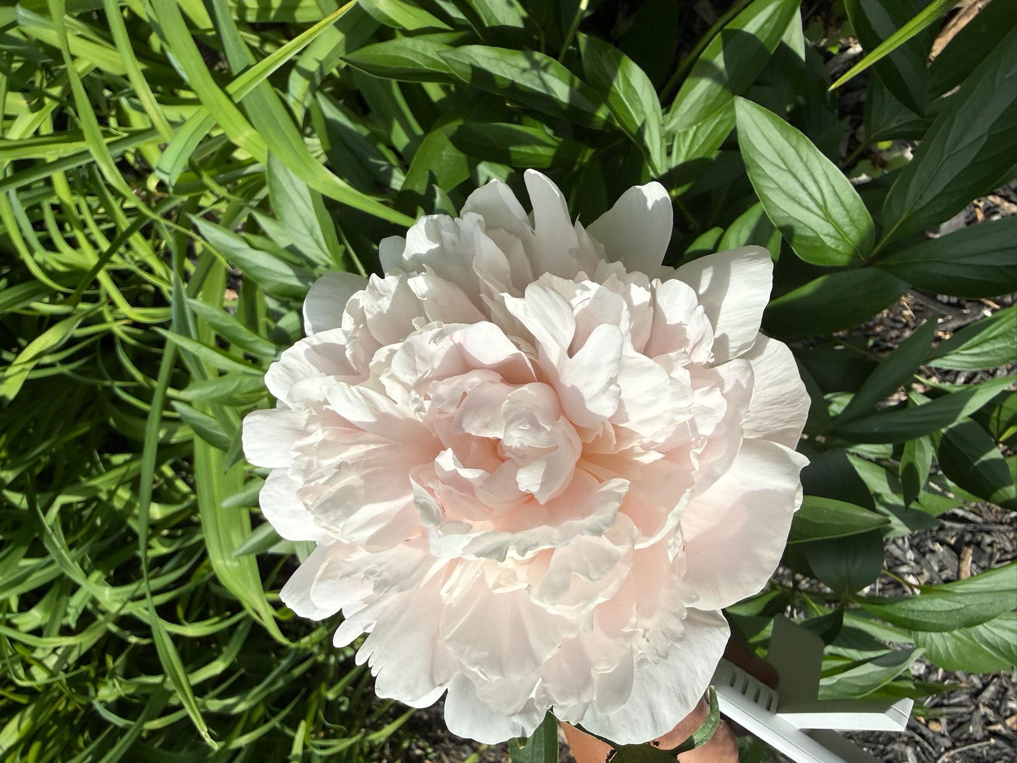 Beautiful flowers and blooms