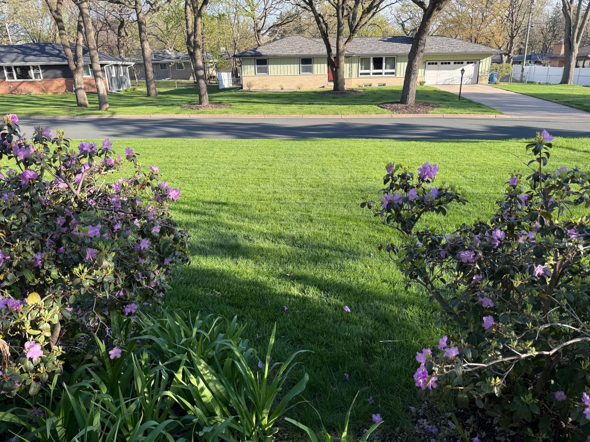 Beautiful flowers and blooms