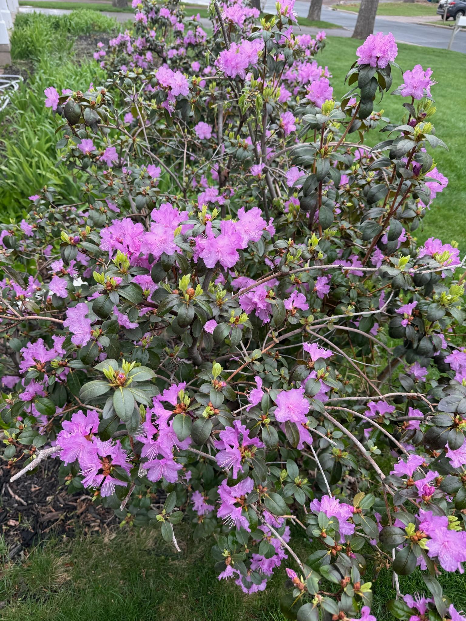 Beautiful flowers and blooms