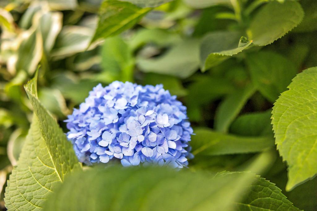 Flowers in bloom every season
