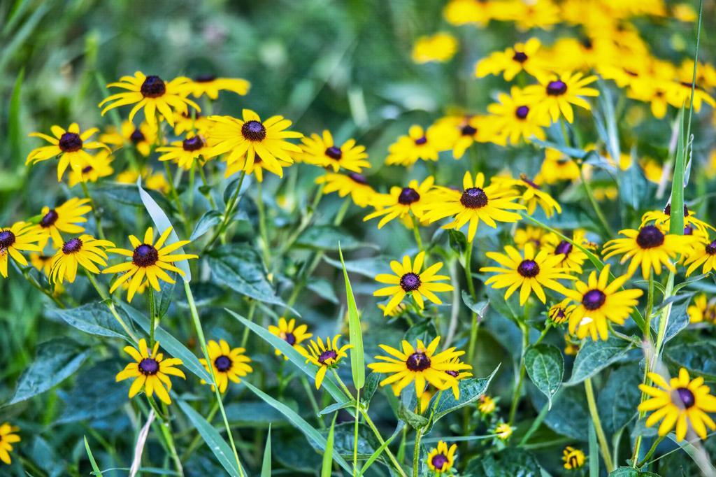 Meticulously maintained landscaping