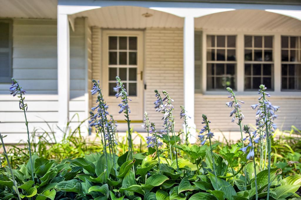 Beautiful flowers and blooms