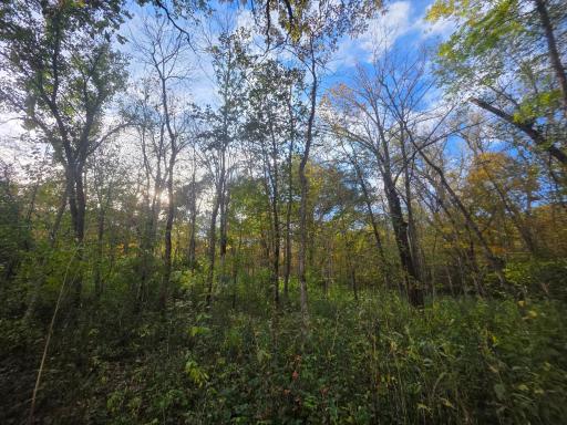 TBD 300th St, Henderson, MN 56044