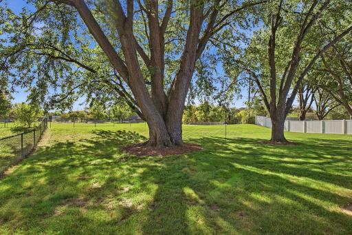 Mature Trees!