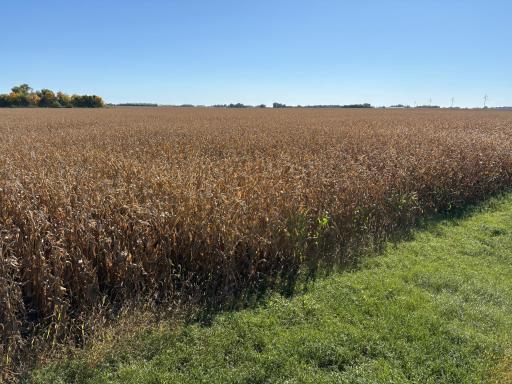 TBD 540th Avenue, Wells, MN 56097