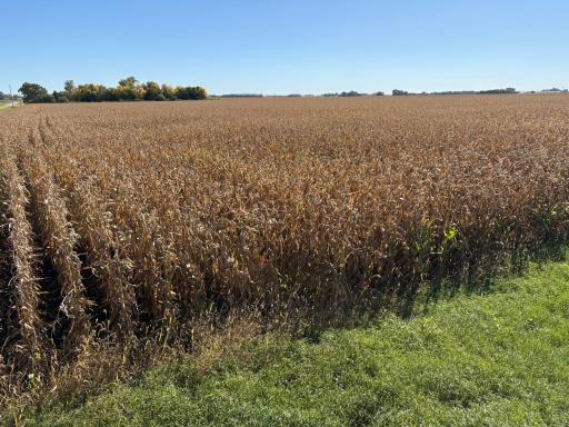 TBD 540th Avenue, Wells, MN 56097