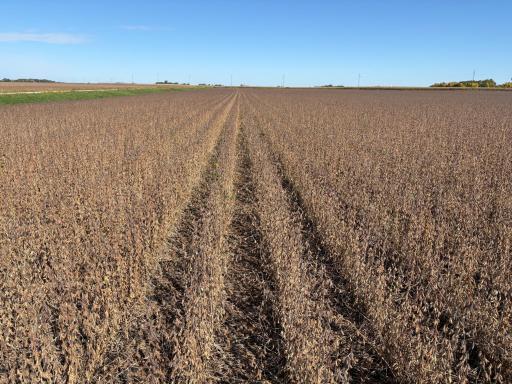 TBD 540th Avenue, Wells, MN 56097