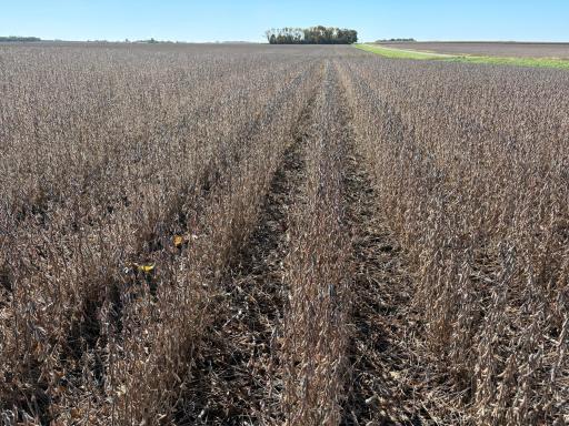 TBD 540th Avenue, Wells, MN 56097