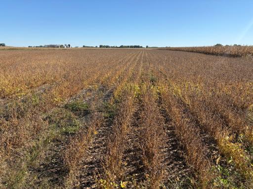 TBD 540th Avenue, Wells, MN 56097