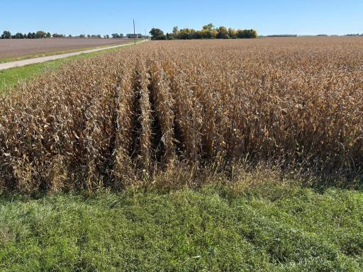 TBD 540th Avenue, Wells, MN 56097
