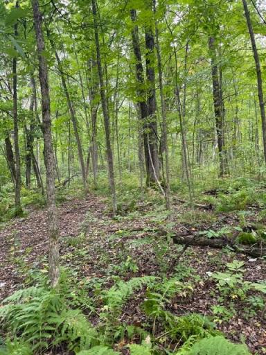 TBD Lacy Lane SW, Pequot Lakes, MN 56472