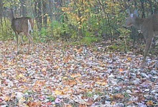 TBD Lacy Lane SW, Pequot Lakes, MN 56472